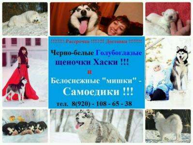 Продам щенка Финский шпиц, Сибирская хаски - Россия, Пенза