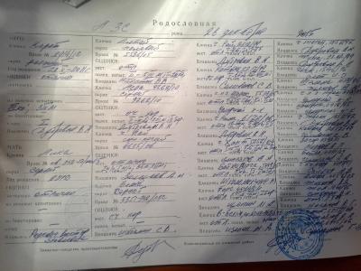 Продам щенка Западносибирская лайка - Россия, Пермь
