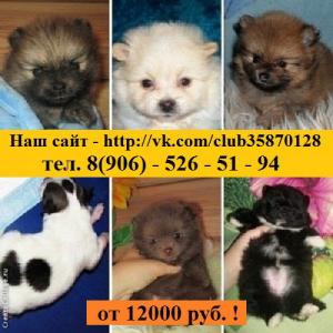 Продам щенка Шпиц - Россия, Сергиев Посад. Цена 12000 рублей