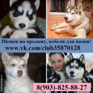 Продам щенка Хаски - Россия, Иваново. Цена 8000 рублей