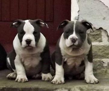 Продам щенка Другая порода/смешанная, american bully pocket - Польша, Торунь. Цена 2000 EUR евро