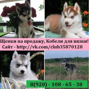 Продам щенка Хаски - Россия, Владимир. Цена 8000 рублей