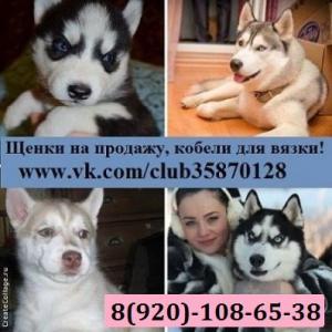 Продам щенка Хаски - Россия, Нижний Новгород. Цена 8000 рублей