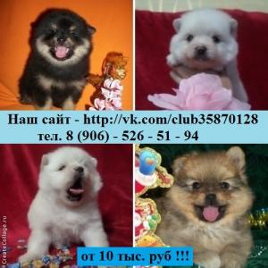Продам щенка Шпиц - Россия, Кострома. Цена 10000 рублей