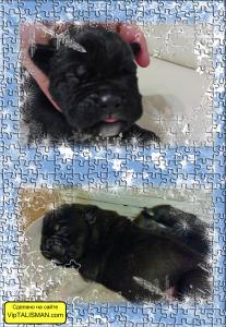Продам щенка Кане корсо - Россия, Кострома