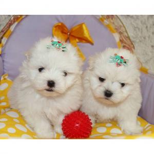 Продам щенка Болонка мальтийская - Россия, Москва. Цена 15000 рублей
