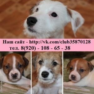 Продам щенка Джек-рассел-терьер - Россия, Кострома