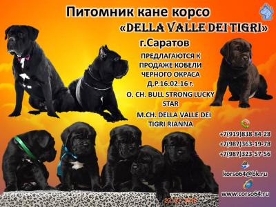 Продам щенка Кане корсо - Россия, Саратов. Щенки из питомника 