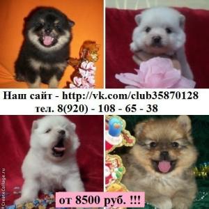 Продам щенка Шпиц - Россия, Кострома. Цена 8500 рублей