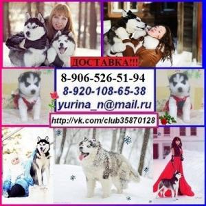 Продам щенка Хаски - Россия, Иваново. Цена 8000 рублей