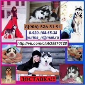 Продам щенка Хаски - Россия, Кострома. Цена 8000 рублей
