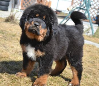 Продам щенка Тибетский мастиф - Россия, Тюмень. Цена 50000 рублей