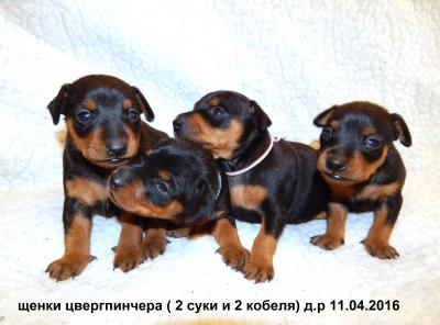 Продам щенка Карликовый пинчер, цвергпинчер - Россия, Москва, Тверь. Цена 25000 рублей