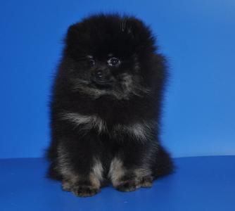 Продам щенка Померанский шпиц, карликовый - Россия, Москва. Цена 30000 рублей