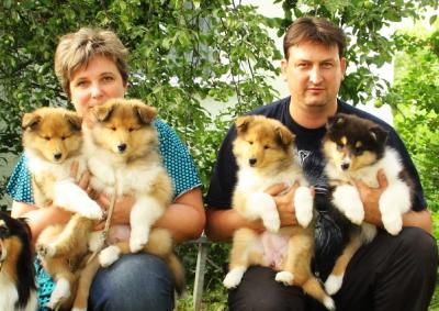 Продам щенка Колли, шотландская овчарка - Россия, Иваново. Цена 25000 рублей