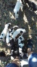 Продам щенка Русская пегая гончая - Украина, Одесса. Цена 500 гривен