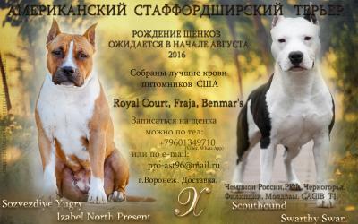 Продам щенка Американский стаффордширский терьер - Россия, Воронеж. Цена 25000 рублей