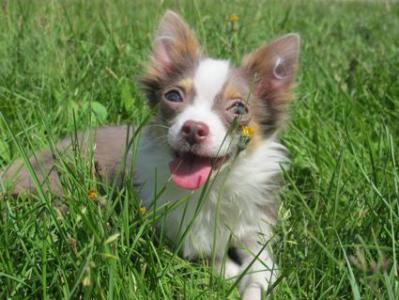 Продам щенка Чихуахуа - Россия, Москва, Москва. Щенки из питомника Kennel SLIHOBOR LINE Чихуахуа & Доберман - Россия, Москва, Москва
