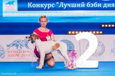 Продам щенка Русская борзая - Россия, Калининград, Калининград