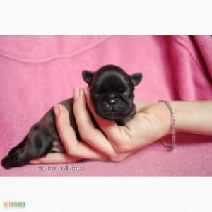 Продам щенка Гриффон - Украина, Одесса. Цена 11500 гривен. Щенки из питомника Питомник гриффонов 