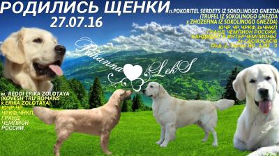 Продам щенка Золотистый ретривер, Голден-ретривер - Россия, Череповец. Цена 30000 рублей