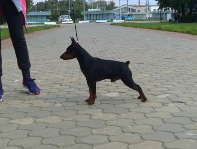 Продам щенка , Карликовый пинчер - Россия, Нижний Новгород, Нижний Новгород