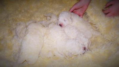 Продам щенка Маремма, абруцкая - Россия, Рыбинск