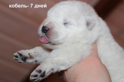 Продам щенка Маремма - Россия, Москва. Цена 60000 рублей. Щенки из питомника Миросвет - Россия, Москва