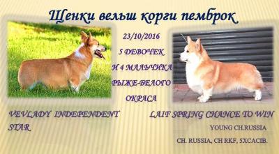 Продам щенка Вельш корги пемброк - Россия, Москва, Зеленоград. Цена 70000 рублей