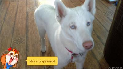 Отдам щенка в добрые руки Хаски - Россия, октябрьский башкортастан