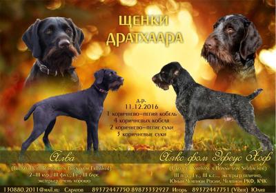 Продам щенка Дратхаар - Россия, Саратов. Цена 35000 рублей