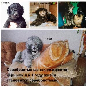 Продам щенка Пудель - Беларусь, Гомель
