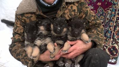 Продам щенка Немецкая овчарка - Россия, Омск. Цена 5000 рублей