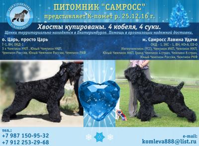 Продам щенка Русский черный терьер - Россия, Екатеринбург. Цена 40000 рублей