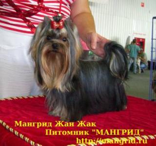 Ищу суку для вязки Йоркширский терьер - Россия, Краснодар. Цена 10000 рублей. Щенки из питомника Питомник йоркширских терьеров и биверов 
