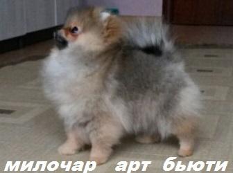 Продам щенка Шпиц - Россия, Йошкар-Ола
