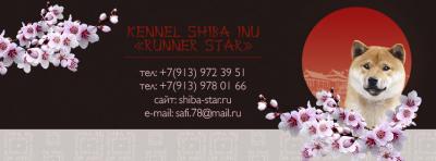 Продам щенка Шиба ину - Россия, Омск. Щенки из питомника Shiba-star.ru - Россия, Омск