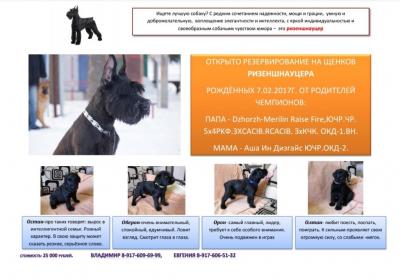 Продам щенка Ризеншнауцер - Россия, Димитровград. Цена 25000 рублей