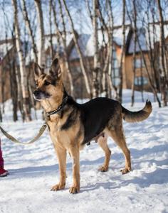 Продам щенка Восточноевропейская овчарка - Россия, Мурманск. Цена 100 рублей
