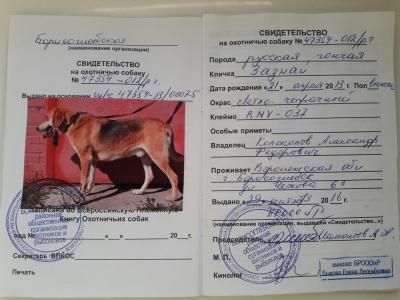 Продам щенка Русская гончая - Россия, Воронеж
