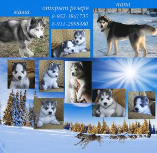 Продам щенка Хаски - Россия, Санкт-Петербург. Цена 17000 рублей