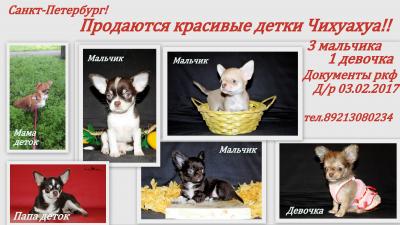 Продам щенка Чихуахуа - Россия, Санкт-Петербург. Цена 12000 рублей