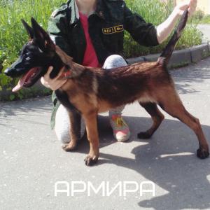 Продам щенка Бельгийская овчарка - Россия, Иваново. Цена 24000 рублей