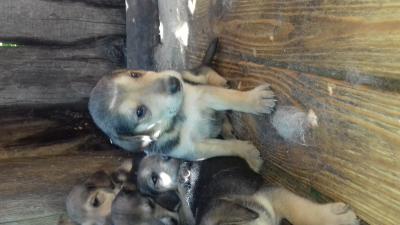 Продам щенка Русская гончая - Россия, Ульяновск, Карсун. Цена 5000 рублей