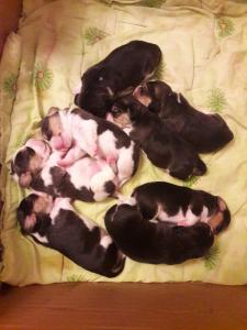 Продам щенка Бигль - Беларусь, Минск. Цена 1000 рублей