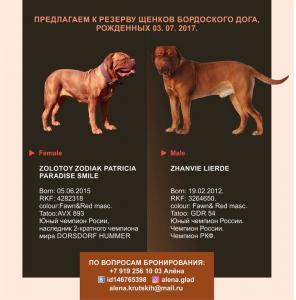 Продам щенка Бордоский дог - Россия, Москва. Цена 40 000 рублей