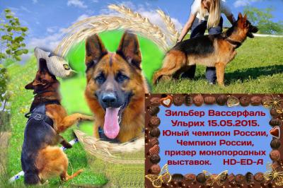 Ищу суку для вязки Немецкая овчарка - Россия, Санкт-Петербург