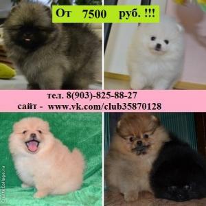 Продам щенка Шпиц - Россия, Кострома. Цена 7500 рублей