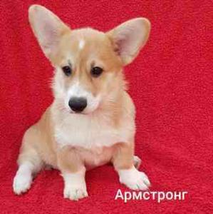 Продам щенка Вельш корги пемброк - Россия, Московская область. Цена 60000 рублей
