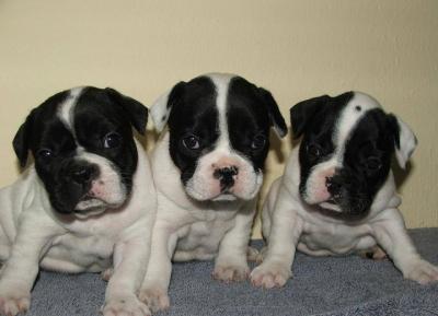 Продам щенка french bulldog - Russia, Novgorod